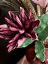 Nike, Decoration, L100cm, Dark plum/Green